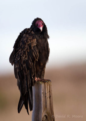 Turkey Vulture