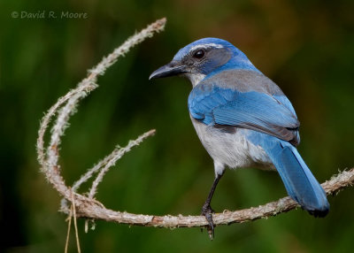 California Scrub-Jay