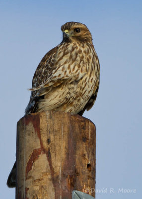 Red-shouldered Hawk, juvenile
