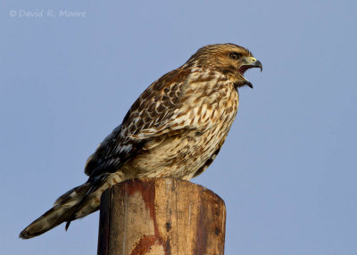 Red-shouldered Hawk, juvenile