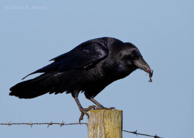 Common Raven
