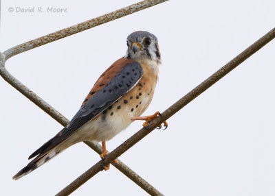 American Kestrel