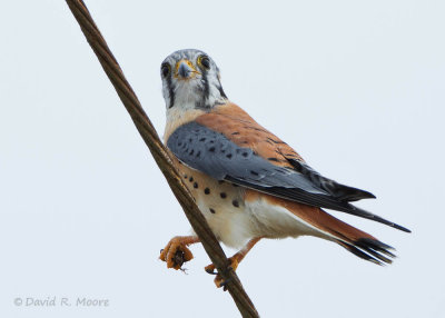 American Kestrel
