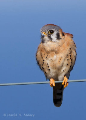 American Kestrel