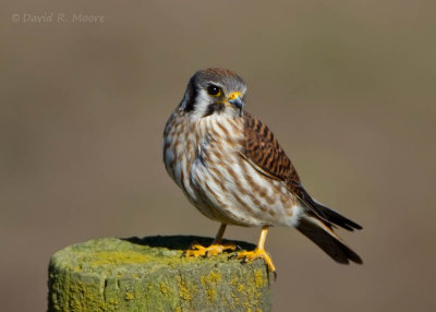 American Kestrel