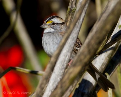 White-throated Sparrow