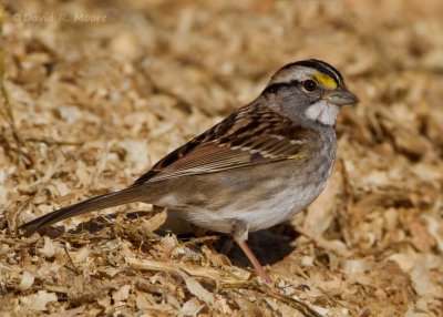 White-throated Sparrow