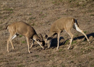 Young Black-tailed Mule Deer