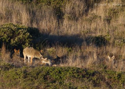 Coyote pack