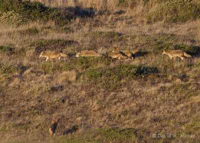 Coyote pack