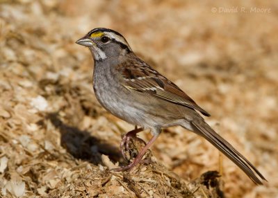 White-throated Sparrow