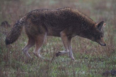 Coyote