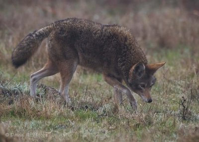 Coyote