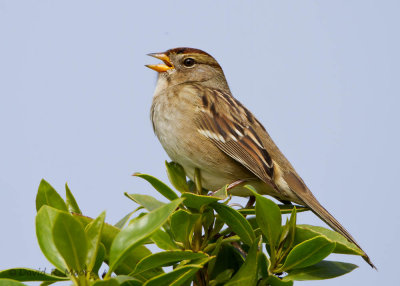 White-crowned Sparrow