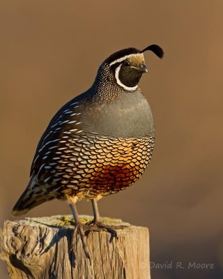 California Quail