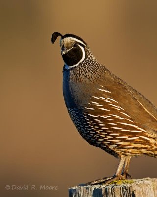 California Quail