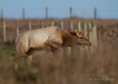 Elk