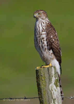 Cooper's Hawk