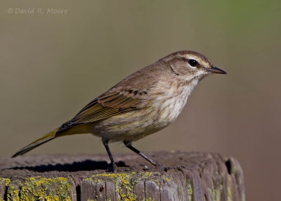 Palm Warbler