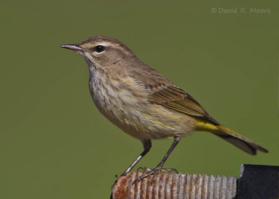 Palm Warbler