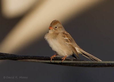 Field Sparrow