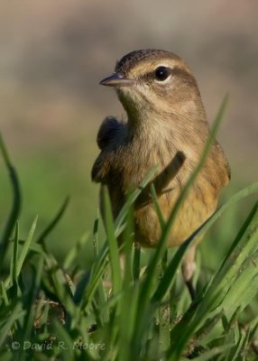 Palm Warbler