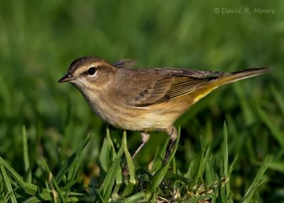 Palm Warbler