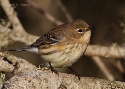 Yellow-rumped Warbler