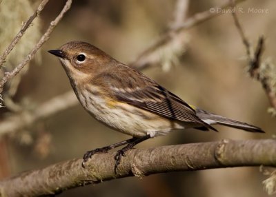 Yellow-rumped Warbler