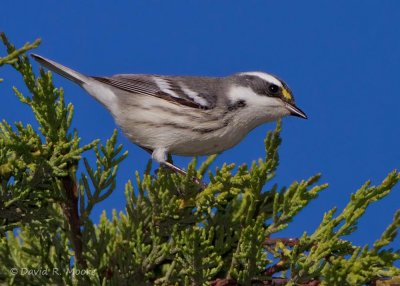 Black-throated Gray Warbler