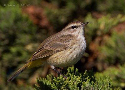 Palm Warbler