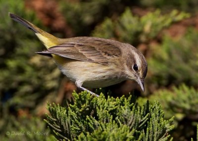 Palm Warbler