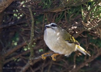 Golden-crowned Kinglet