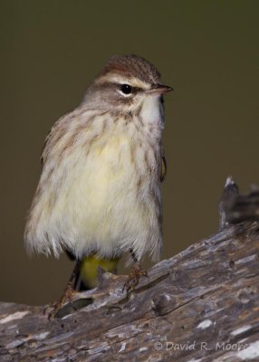 Palm Warbler