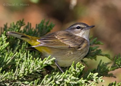 Palm Warbler