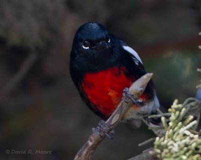 Painted Redstart