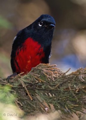 Painted Redstart