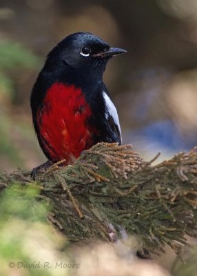 Painted Redstart