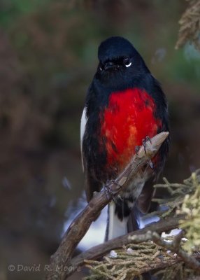 Painted Redstart
