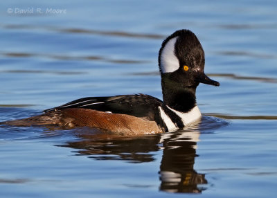 Hooded Merganser