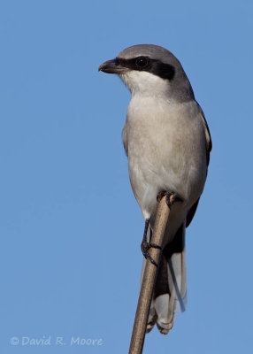 Loggerhead Shrike