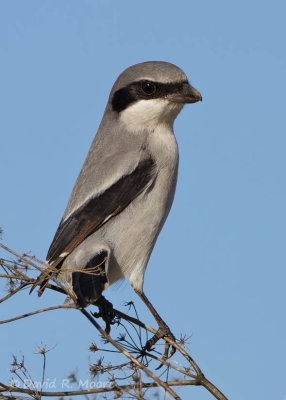 Loggerhead Shrike