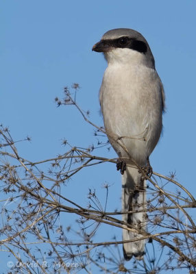 Loggerhead Shrike