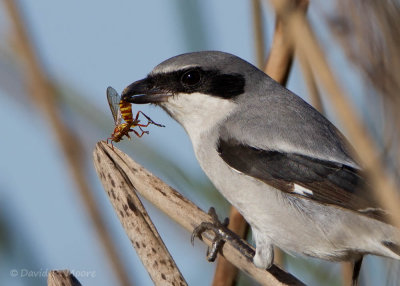 Loggerhead Shrike