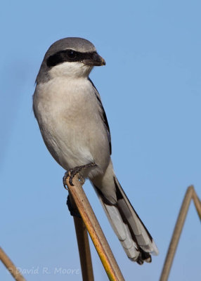 Loggerhead Shrike