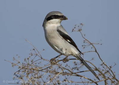 Loggerhead Shrike