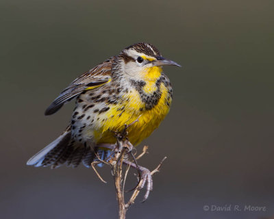 Western Meadowlark