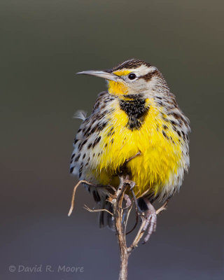 Western Meadowlark