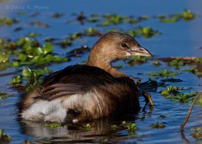 Pied-billed Grebe