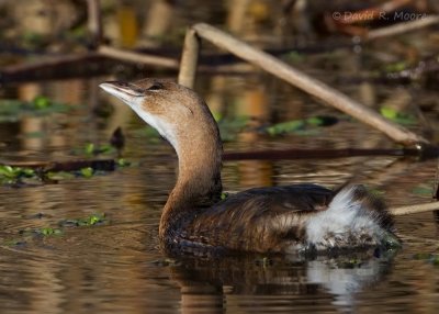 Pied-billed Grebe